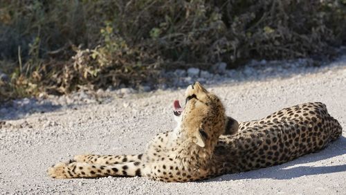 Cat lying on a land