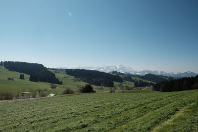 Scenic view of agricultural field against clear blue sky