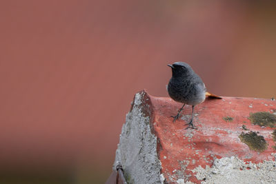 Close-up of bird perching on rock