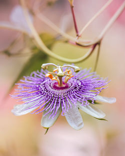 Close-up of purple flower