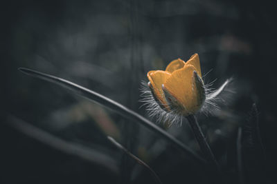 plant