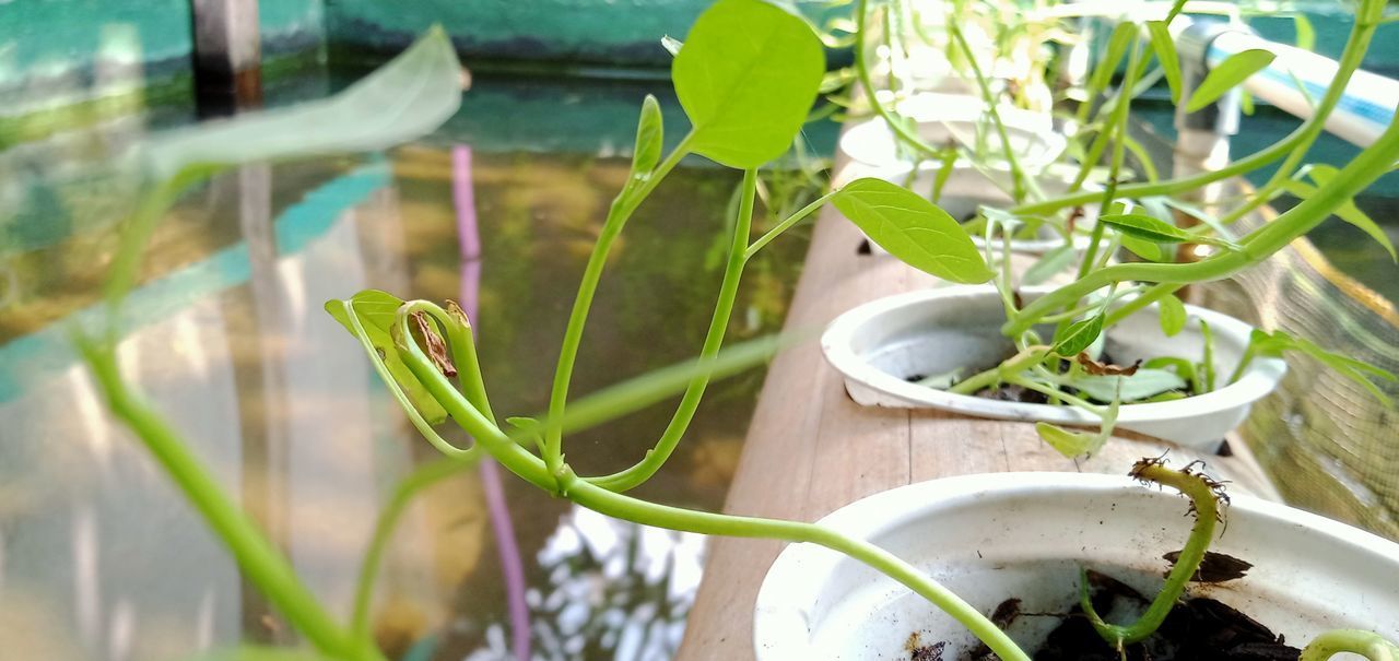 HIGH ANGLE VIEW OF POTTED PLANT AGAINST GREEN LEAF