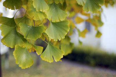 The beautiful green ginkgo leaves on the tree in autumn