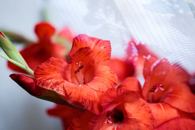 Close-up of red flowering plant