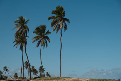 Low angle view of palm trees against clear blue sky