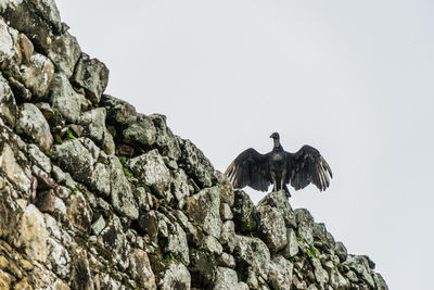 Low angle view of birds on rock against clear sky