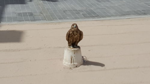 Close-up of bird perching outdoors