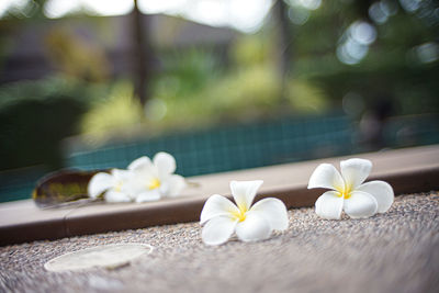 Close-up of white flowering plants