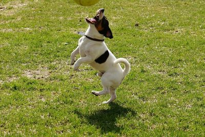 Dog on grassy field