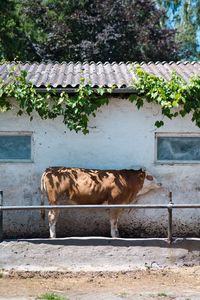 Portrait of cow standing against wall