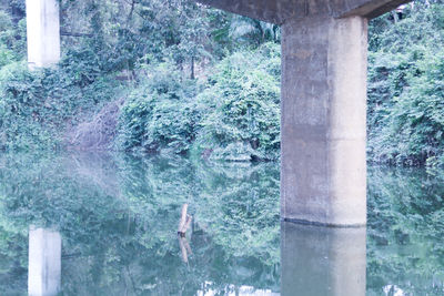 Panoramic shot of trees in forest