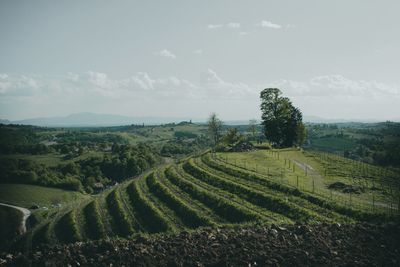 Scenic view of agricultural field against sky