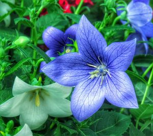 Close-up of purple flower