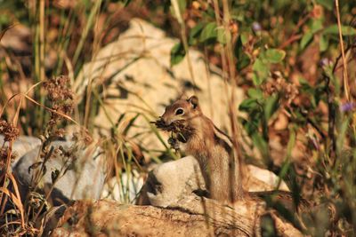 Side view of chipmunk eating dry plant on rock