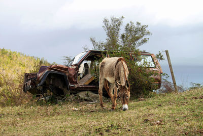 Horse on field against sky