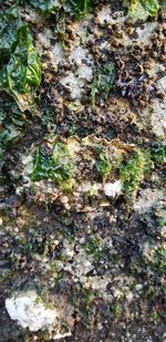 Full frame shot of moss growing on tree trunk