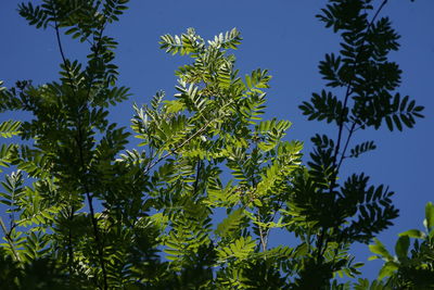 Low angle view of tree against sky on sunny day