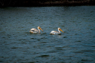 Swans swimming in lake