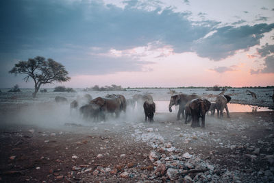 Elephants walking on land during sunrise