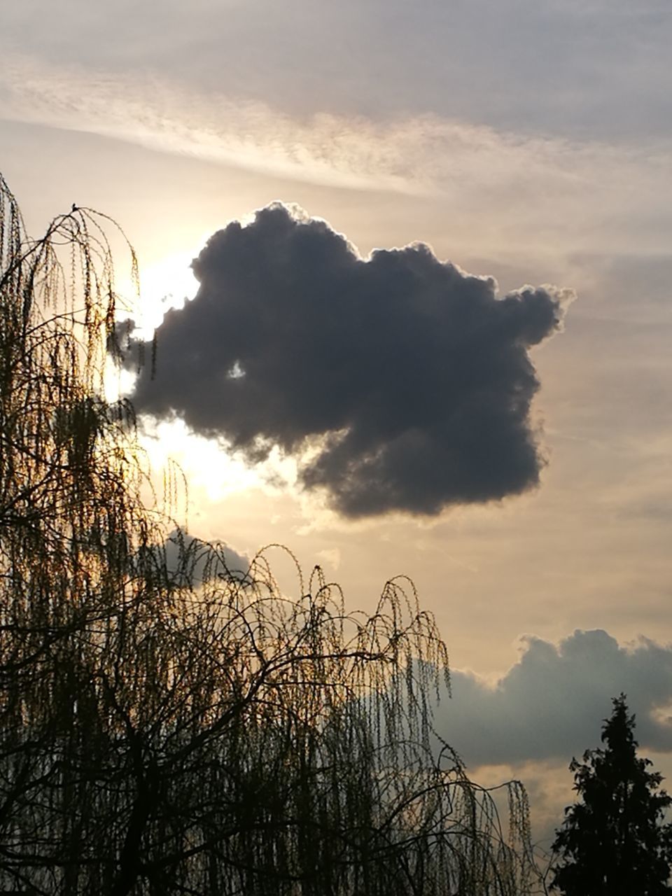 SILHOUETTE TREES AGAINST SKY