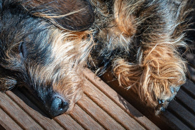 High angle view of dog relaxing on wood