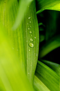 Close-up of raindrops on green leaves