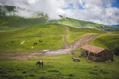 Sheep grazing in a field