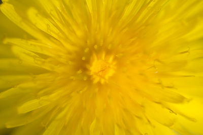 Full frame shot of yellow flower