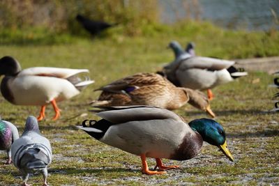 Ducks on field