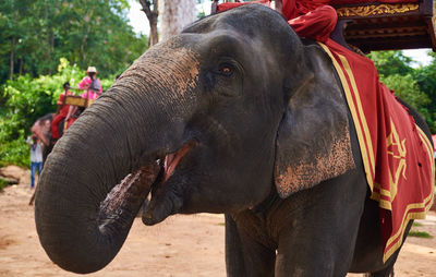 Close-up of elephant