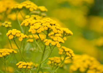 Close-up of yellow flowering plant on field