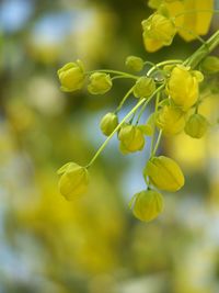 Close-up of yellow flowering plant