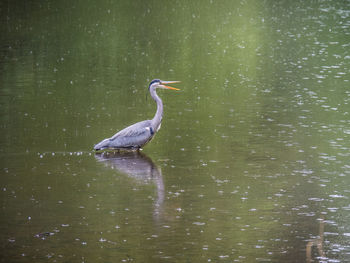 High angle view of gray heron in lake