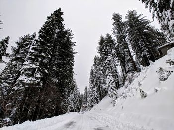 Trees on snow covered landscape against sky