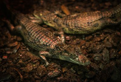 High angle view of young crocodiles on field 