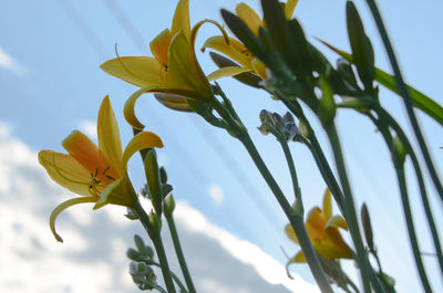 Close-up of yellow flowering plant against sky