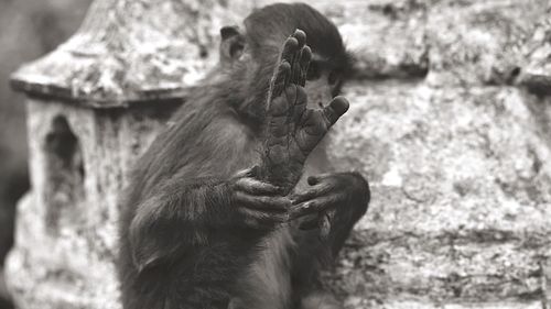 Monkey leaning against stone structure