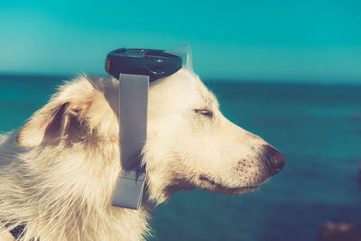 Profile view of dog wearing swimming goggles against sea