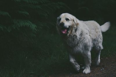 Portrait of golden retriever on grass