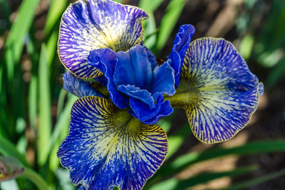 A long garden bed with growing iris flowers in seatac, washington.