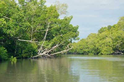 Scenic view of river against sky