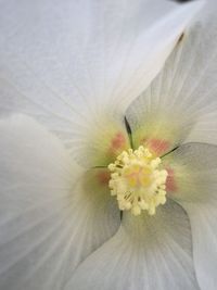 Full frame shot of flower