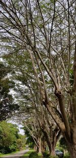 Low angle view of trees in forest