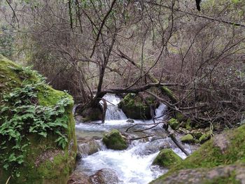 Stream flowing through trees in forest