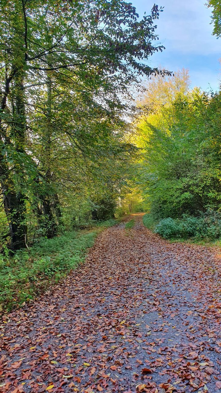 DIRT ROAD AMIDST LEAVES AND TREES DURING AUTUMN