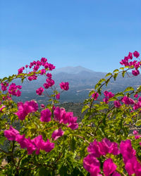 Close-up of pink flowering plants against sky