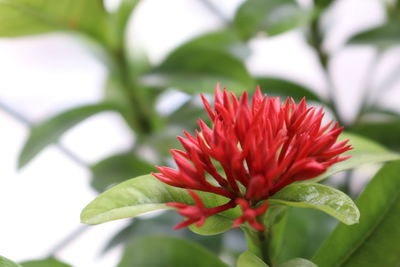 Close-up of red flower