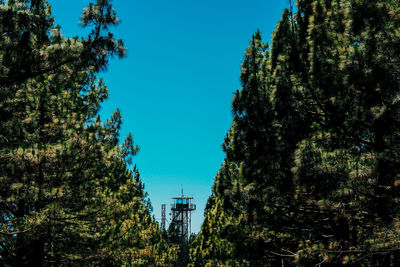 Low angle view of trees against clear sky