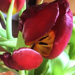 Close-up of flower blooming outdoors