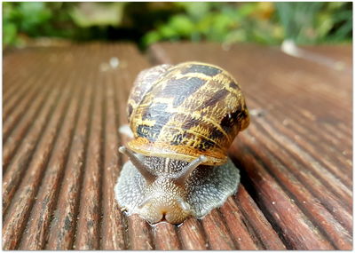 Close-up of snail on wood